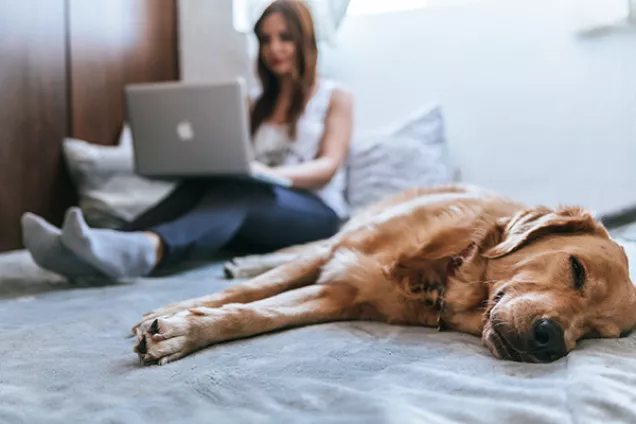 Foto som visar en person som sitter i en säng med en laptop i knät och en hund som vilar bredvid.