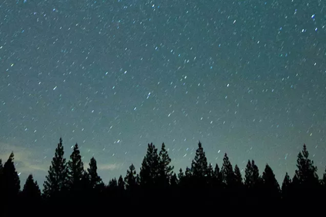 Fotos som visar en horisont med mörka grantoppar och en stjärnfylld himmel.